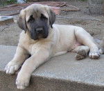 Ilkin - M&acirc;le (3 mois)