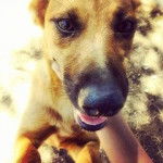 Nefer - Mâle (2 ans)