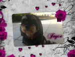 Joyce - Femelle (1 an)