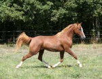 venus - Femelle (4 ans)