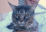 BUGZY (Maine Coon) - Maine Coon