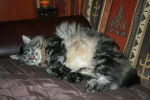 MAIN COON ET ANGORA -