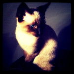 Thaï Cocaïne - Thaï