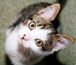 européen Filou - Européen