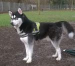 Nanook - M&acirc;le (2 ans)