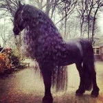 RomiTorres - (2 ans)