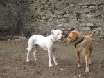 Labrador et Dogue Argentin : Urban et ?? -