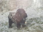 cocker musty 13 ans qui adore la neige - (13 ans)