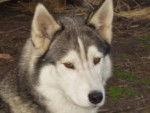 husky lonor -