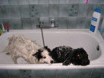 cocker et border coly musty et first au bain -