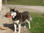 husky letso -