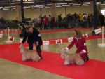 Paris Dog Show 2006 -