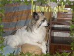 Papillon crois&eacute; Loulou blanc - Ginger -