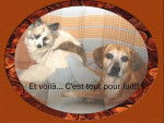 Croisé Papillon&Loulou et Boxer&Braque - Ginger et Gepsy -