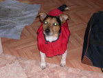 jack russel / Boby l'homme de Princess la photo qui ce trouve juste en dessous- -