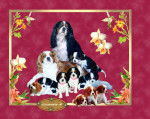 CAVALIERS KING CHARLES -