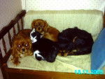 CAVALIERS KING CHARLES -