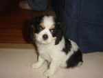 Cavalier King Charles - Simba -