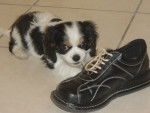Cavalier King Charles - SIMBA -