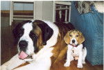 saint bernard beagle. -