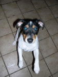 jack russel -
