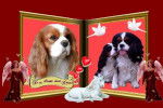 CAVALIERS KING CHARLES -