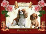 CAVALIERS KING CHARLES FEMELLE -