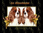 CAVALIERS KING CHARLES -