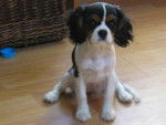 Cavalier King Charles se prenomant Angie -