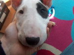 askia bullterrier -