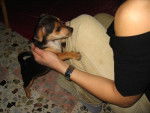 croisé jack russel pinscher Skya -