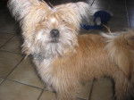 chipie yorkchaire croiser avec Lhassa Apsso -