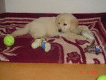 golden retriver qui s'appel bayka elle a 2 mois et une semaine - (2 mois)