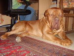 dog de bordeaux oscar -