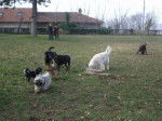 ballade canine! -
