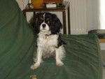 cavalier king charles -
