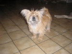 chipie yorkchaire croiser avec Lhassa Apsso -