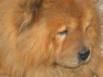chowchow desty -