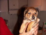 chiot croisé X -