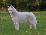 husky siberian soyane -