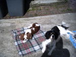 Cavalier King Charles Toutie et Voyou -