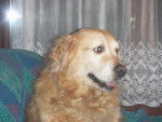 golden retreiver shadow -