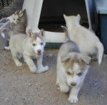 husky Pilou,Ace,Tini et Laam -