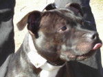 staffie gimli -