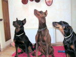 mes 2 dobermanns et mon beauceron -