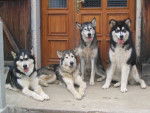 malamute -