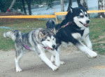 malamute -