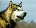 malamute -