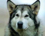 malamute -