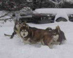 malamute de l'alaska -